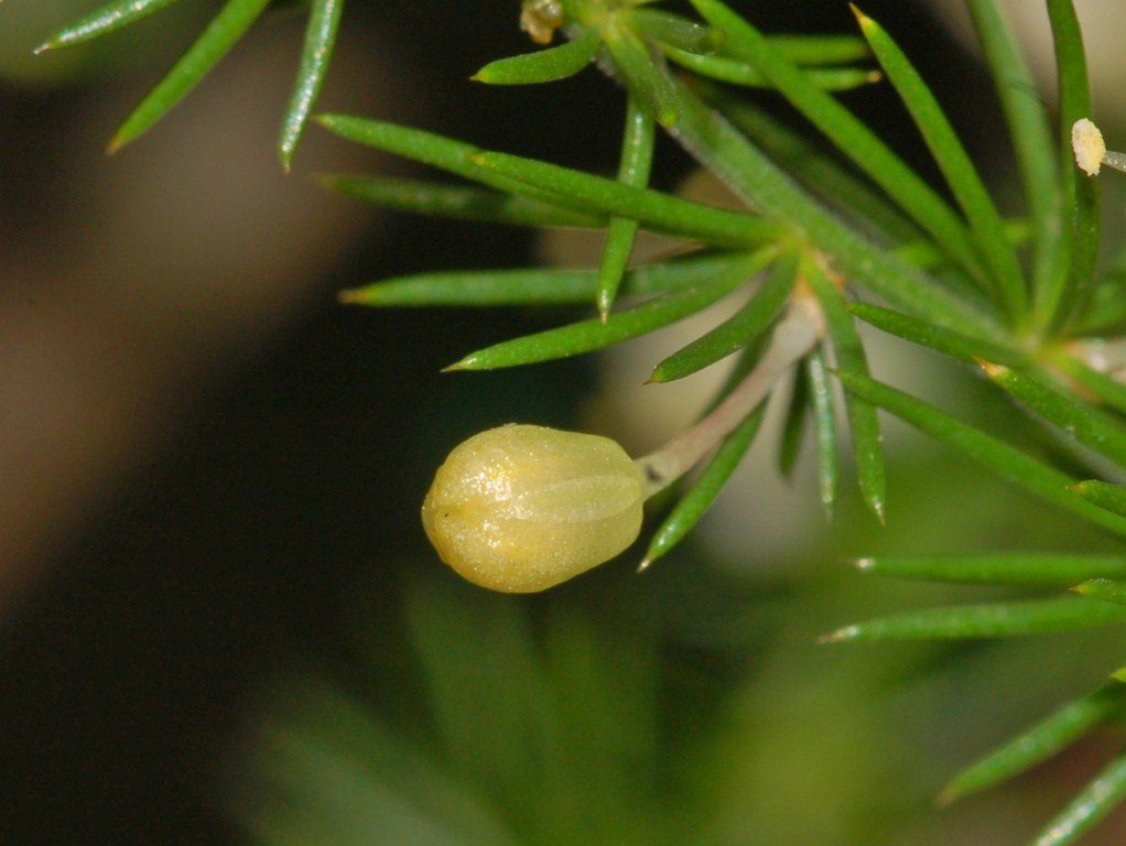 Una piantina con foglioline pungenti - Asparagus acutifolius